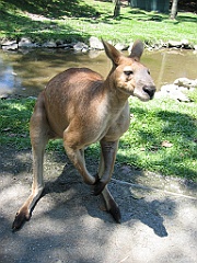 247 Wildlife Habitat Port Douglas